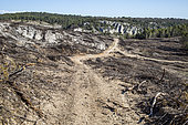 Burnt area in the Luberon Regional Nature Park, Vaucluse, France