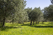 Olive grove in the Luberon, France