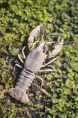 Crayfish, France