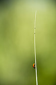 7-spotted ladybird (Coccinella septempunctata) on a blade of grass, France.