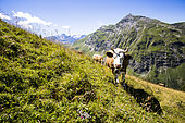 Cows in the mountains, German Switzerland