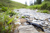 Black salamander (Salamandra atra), Switzerland
