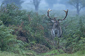 fallow deer (Dama dama) buck standing amongst bracken, England