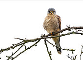 Kestrel (Falco tinnunculus) perched in a tree, England