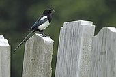 Eurasian Magpie (Pica pica) perched on a tomstone, England