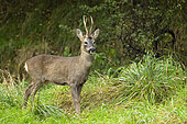 Roe deer (Capreolus capreolus) standing in a meadow, England