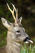 Roe deer (Capreolus capreolus) head details, England