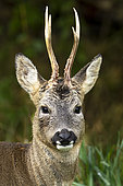 Roe deer (Capreolus capreolus) head details, England