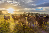 Cattle (Bos taurus) at sunrise, England