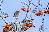 Robin (Erithacus rubecula) perched in a rowan tree, England