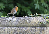 Robin (Erithacus rubecula) perched on a tombstone, England