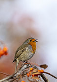 Robin (Erithacus rubecula) perched in a rowan tree, England