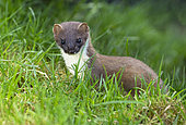 Stoat (Mustela erminea) amongst grass, England