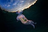 Mauve stinger jellyfish (Pelagia noctiluca) below the surface, Napoli, Tyrrhenian Sea