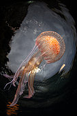 Mauve stinger jellyfish (Pelagia noctiluca) below the surface, Campania, Italy