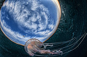 In the space. Mauve stinger jellyfish (Pelagia noctiluca) below the surface, Napoli, Tyrrhenian Sea