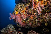 Red coral (Corallium rubrum) on reef, Palinuro, Campania, Italie