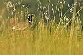 Little bustard (Tetrax tetrax) male in tall grass, France