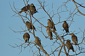 Group of juvenile Starlings (Sturnus vulgaris) in a dead tree, France