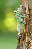 Common cicada (Lyristes plebejus) nymph fixed on a stump beginning its last moult or "imaginal moult" or imago, a very critical moment with regard to predators of all kinds, Hérault, France