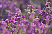 Butterfly-lion (Libelloides longicornis) against the light in the heather, Haut-Languedoc, France
