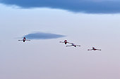 Early morning flight of Flamingos (Phoenicopterus roseus), France