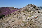 Heather moors covering the Aret mountain, Serres d'Aret et du Mayne, in the Caroux massif, Haut-Languedoc, France