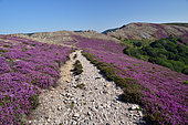 Heather moors covering the Aret mountain, Serres d'Aret et du Mayne, in the Caroux massif, Haut-Languedoc, France