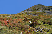 Le puy Griou, Access via Les Chazes on the GR400, Monts du Cantal, Massif Central, France