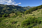 Valley of Mandailles with Puy Mary from the Pertus pass, Monts du Cantal, Massif Central, Auvergne, France