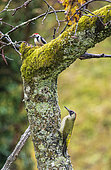 Green Woodpecker (Picus viridis) and Middle Spotted Woodpecker (Dendrocopos medius) on an apple tree trunk in autumn, Moselle, France