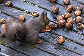 Red squirrel (Sciurus vulgaris) eating nuts on a garden table in autumn, Moselle, France