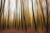 Artistic vision of a beech forest in autumn, Moselle, France