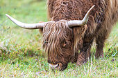 Highland cow in a meadow in autumn, Moselle, France