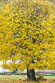 Norway maple (Acer platanoides) in autumn, Moselle, France