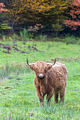 Highland cow in a meadow in autumn, Moselle, France