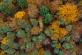 Aerial view of a forest in autumn, Moselle, France