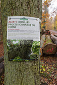 ONF sign warning of the dangers of the oak processionary caterpillar, autumn, Moselle, France