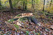 Beech tree stump after felling the trunk in autumn, Moselle, France