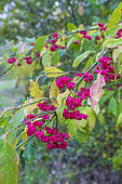 Spindle Tree (Euonymus europaeus) in fruit in autumn, Pas de Calais, France