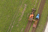 Harvesting beetroot for cattle feed, autumn, Pas de Calais, France