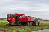 Harvesting beetroot for cattle feed, autumn, Pas de Calais, France
