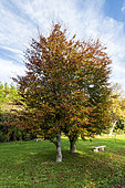 Common beech (Fagus sylvatica) in a public garden in autumn, Pas de Calais, France