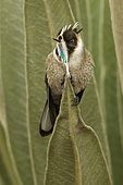 Green-bearded Helmetcrest (Oxypogon guerinii), Andes Mountains, Colombia