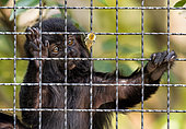 Goeldi's Monkey (Callimico goeldii) observing a brown bumblebee (Bombus pascuorum) in a cage in the Menagerie Zoo of the Muséum national d'histoire naturelle, Paris, France