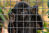 Portrait of a Goeldi's Monkey (Callimico goeldii) in a cage in the Menagerie Zoo of the Muséum national d'histoire naturelle, Paris, France