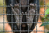 Feet of a Goeldi's Monkey (Callimico goeldii) in a cage in the Menagerie Zoo of the Muséum national d'histoire naturelle, Paris, France