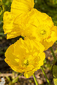 Iceland Poppy (Papaver nudicaule) 'Champagne Bubbles Yellow', flowers
