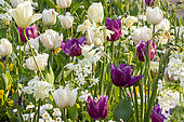 Tulipa Triumph 'Creme Flag', Tulipa Triumph 'Purple Lady', Lunaria annua 'Alba', Bellis perennis 'Super Pompon Blanc'