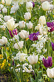 Tulipa Triumph 'Creme Flag', Tulipa Triumph 'Purple Lady', Lunaria annua 'Alba', Bellis perennis 'Super Pompon Blanc'